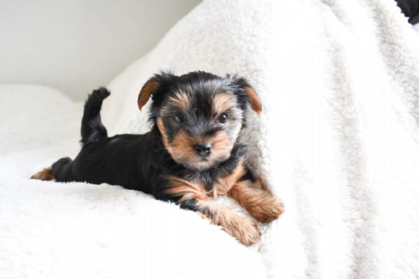 Top bloodline Yorkshire terrier puppies for sale | Foto 1