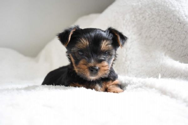 Top bloodline Yorkshire terrier puppies for sale | Foto 0
