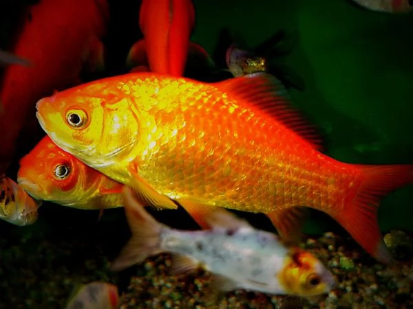 Cerco in regalo pesci di acqua dolce 