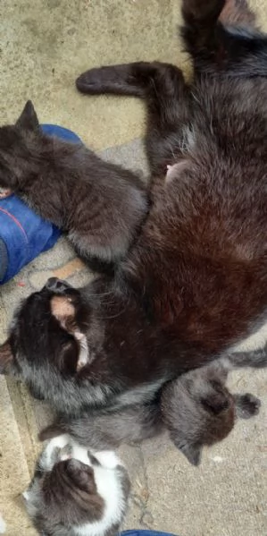 Regalo Gattina | Foto 3