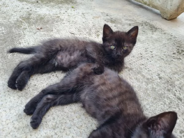 Regalo Gattina | Foto 2