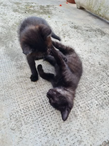 Regalo Gattina | Foto 1