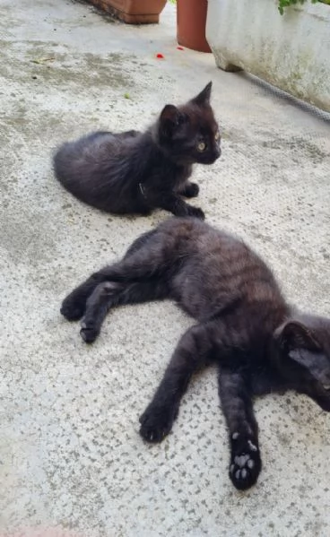 Regalo Gattina | Foto 0