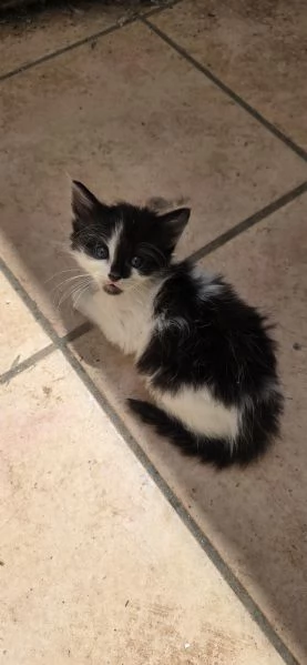 Regaliamo gattini in prov. Brindisi Lecce Taranto 