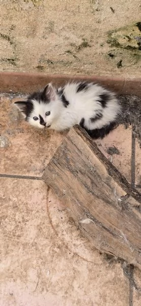 Regaliamo gattini in prov. Brindisi Lecce Taranto  | Foto 5