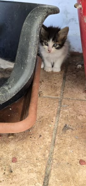 Regaliamo gattini in prov. Brindisi Lecce Taranto  | Foto 4