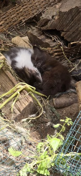 Regaliamo gattini in prov. Brindisi Lecce Taranto  | Foto 3