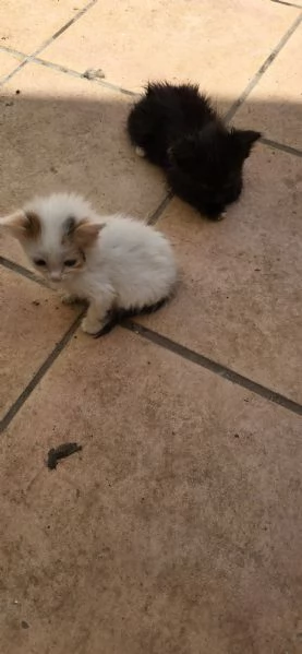 Regaliamo gattini in prov. Brindisi Lecce Taranto  | Foto 2