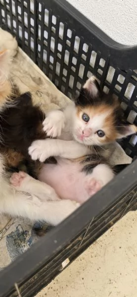 Regaliamo gattini in prov. Brindisi Lecce Taranto  | Foto 1