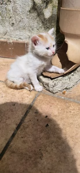 Regaliamo gattini in prov. Brindisi Lecce Taranto  | Foto 0