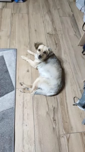 Regalo cane  | Foto 0