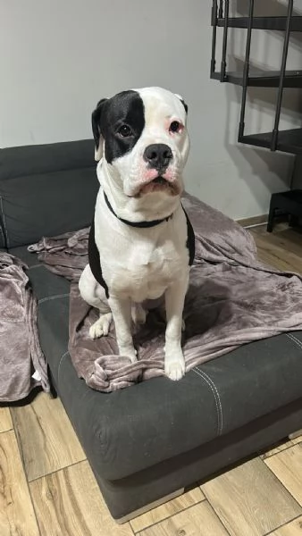 REGALO CANE | Foto 1