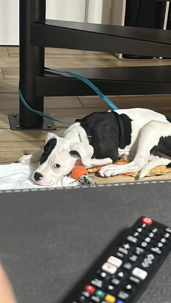 REGALO CANE | Foto 0