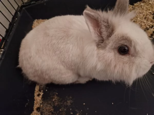 Regalo coniglio | Foto 4