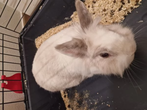 Regalo coniglio | Foto 3