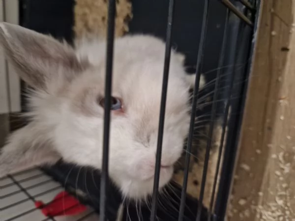 Regalo coniglio | Foto 2