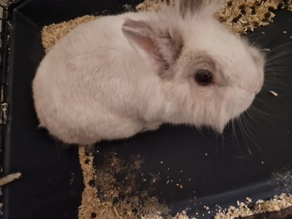 Regalo coniglio | Foto 1