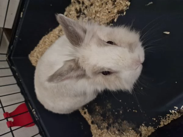 Regalo coniglio | Foto 0