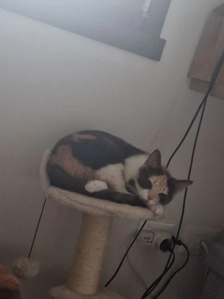 Vendo gattina | Foto 6