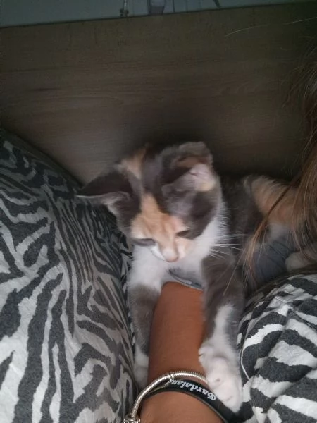 Vendo gattina
