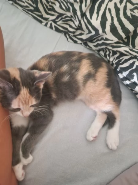 Vendo gattina | Foto 5