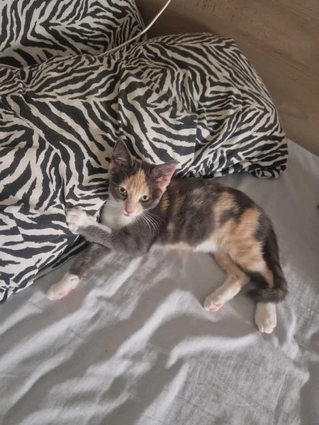 Vendo gattina | Foto 4