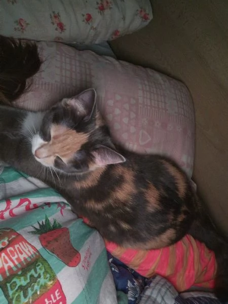 Vendo gattina | Foto 3