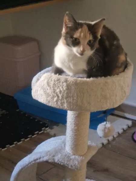 Vendo gattina | Foto 2