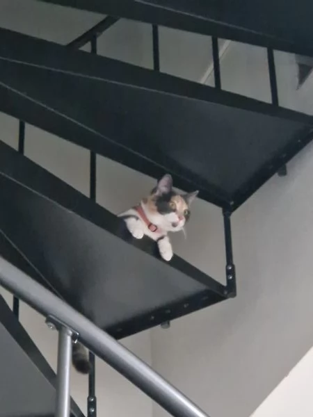 Vendo gattina | Foto 1