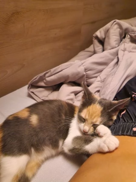 Vendo gattina | Foto 0