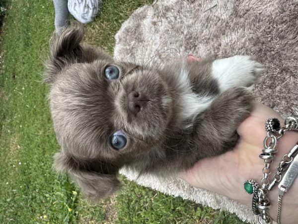 Vendita chihuahua con pedigree