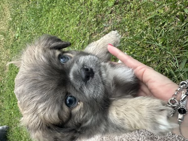 Vendita chihuahua con pedigree | Foto 3