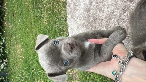 Vendita chihuahua con pedigree | Foto 2