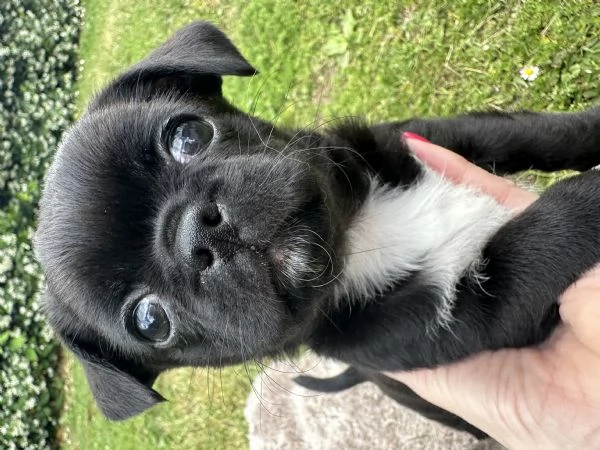 Vendita chihuahua con pedigree | Foto 1