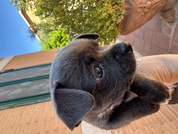 Vendita chihuahua con pedigree | Foto 0