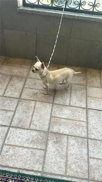 Chihuahua | Foto 0