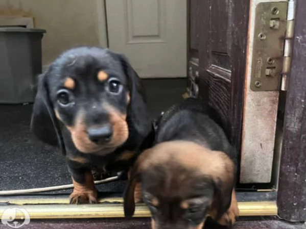 Cuccioli di Bassotto | Foto 2