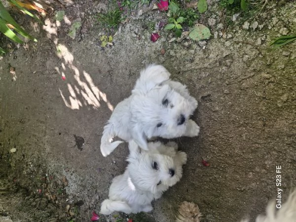 Maltese  toy | Foto 0