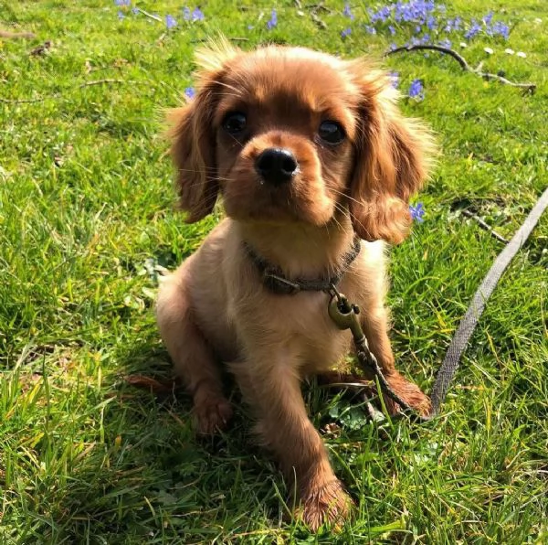 Regalo un cucciolo Regalo un cavalier king 