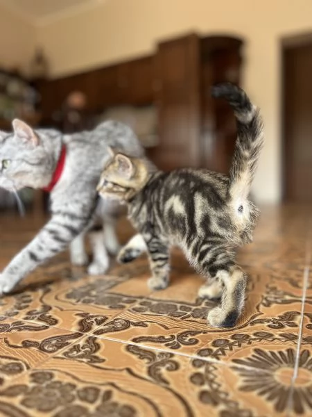Bellisimo gattino Pepe 2 mese di colore raro