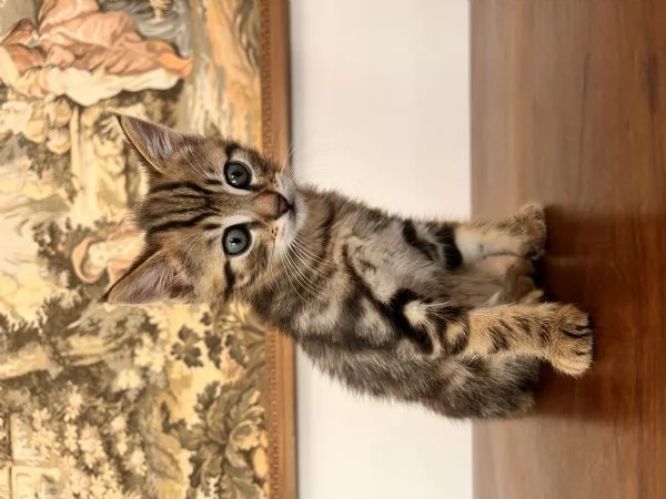 Bellisimo gattino Pepe 2 mese di colore raro | Foto 2