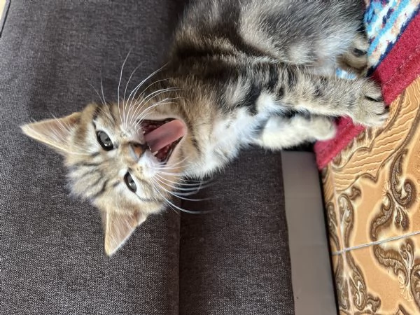 Bellisimo gattino Pepe 2 mese di colore raro | Foto 1