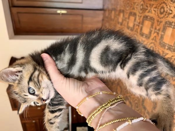 Bellisimo gattino Pepe 2 mese di colore raro | Foto 0
