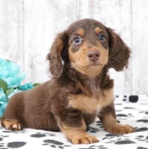 Regalo Cucciolo, Regalo Bassotto  | Foto 0