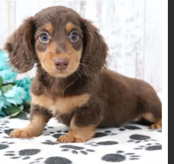 Regalo Cucciolo, Regalo Bassotto 