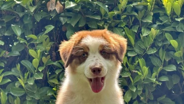 Australian shepperd | Foto 3