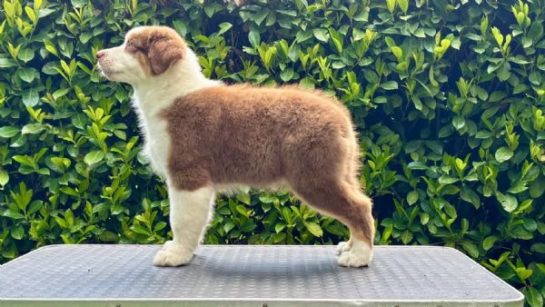 Australian shepperd | Foto 2