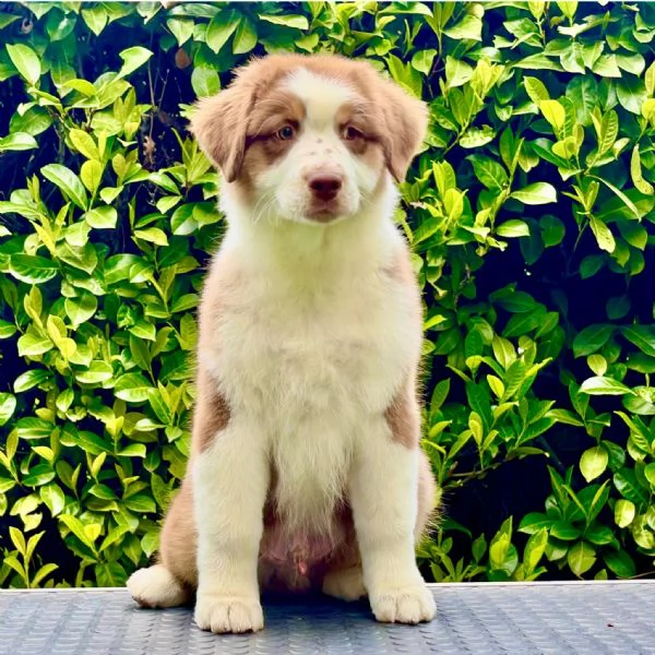 Australian shepperd | Foto 1