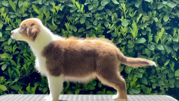 Australian shepperd | Foto 0