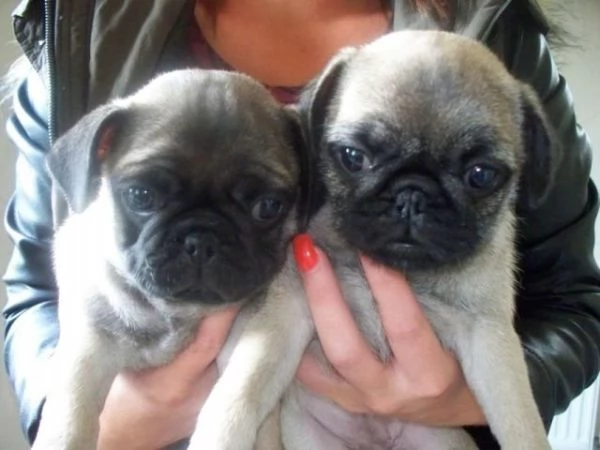I cuccioli di Pug stanno cercando una nuova casa